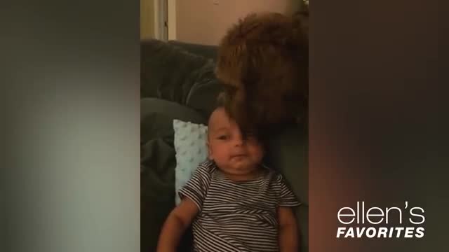 Baby Vs dog