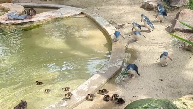 Penguin Beach invaders! 🦆