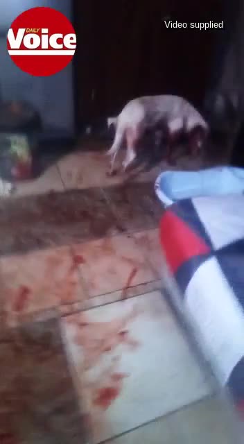 Barking disgrace: IPID probes cop ‘who shot arme hond’