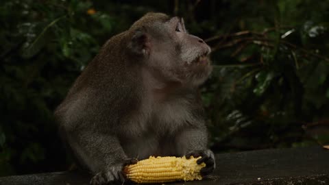Monkey forest in Bali !!
