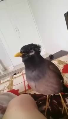 Funny talking bird😂😉🤣