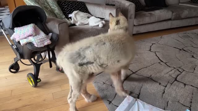 Curious Dog Bonds With Baby! He Tries To Rock Him To Sleep!