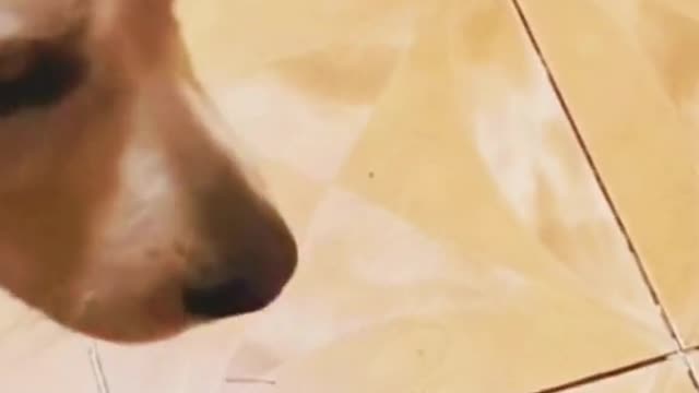 One-of-a-kind shoes😅😅#dog #dogsoftiktok #funny