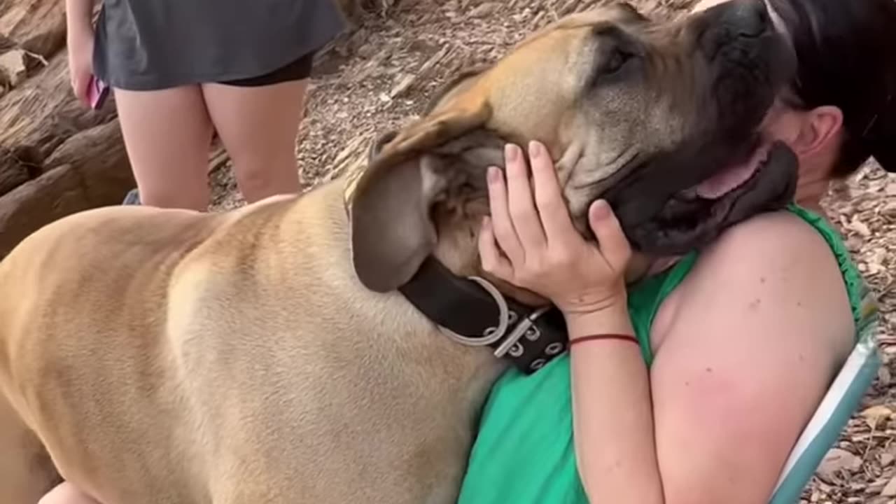 Big Boerboel taking cuddles