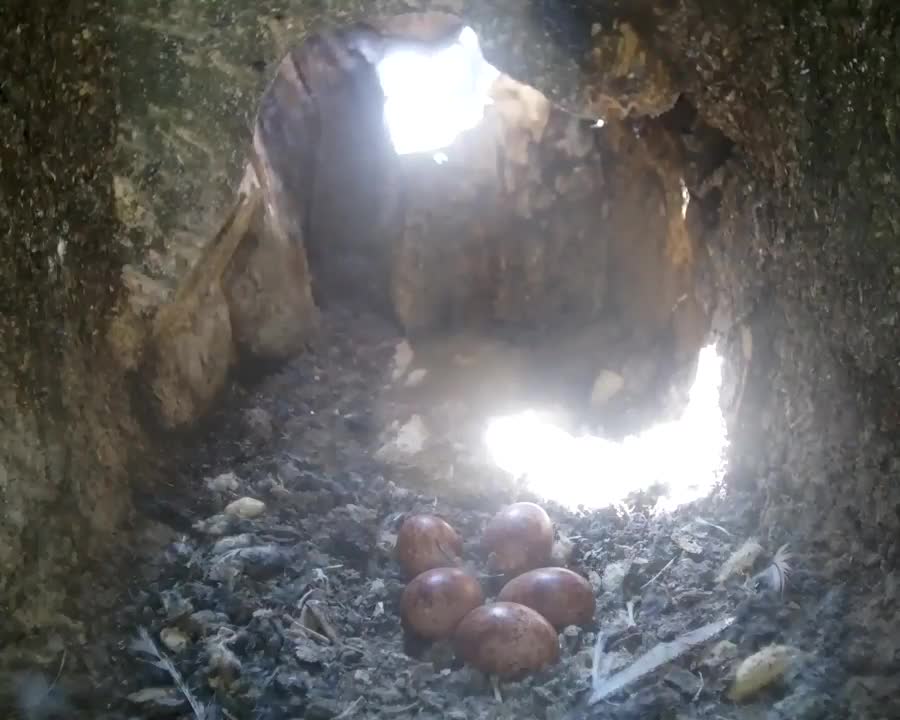 Kestrels Taking Turns on a Clutch of Eggs