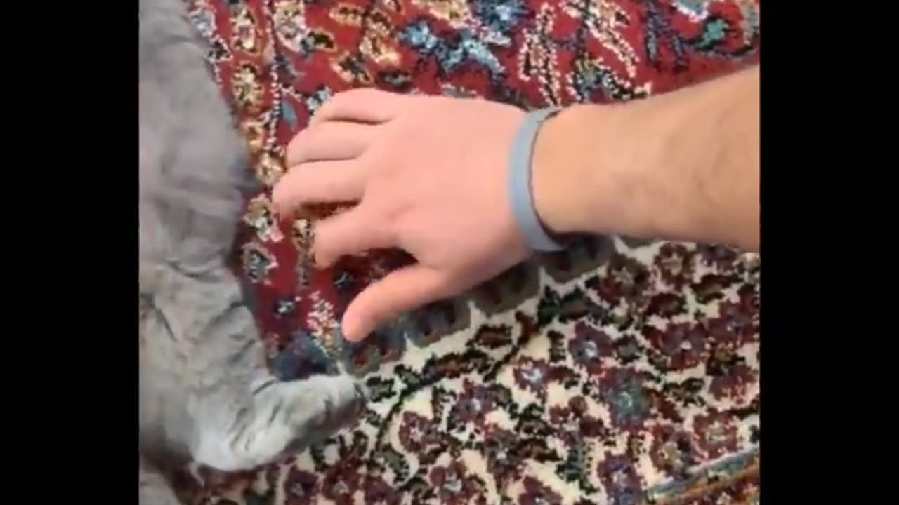 Funniest Animals 🐧 - Best Of The 2023 Funny Animal Videos 😁 - Cutest Animals Ever