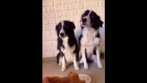 Dog Fails