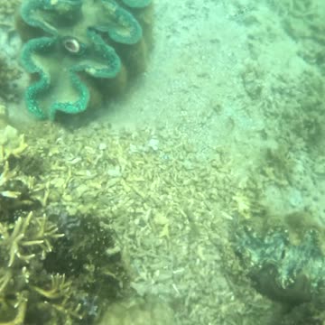 Snorkeling Adventures Philippines, Giant Clams are so amazing!