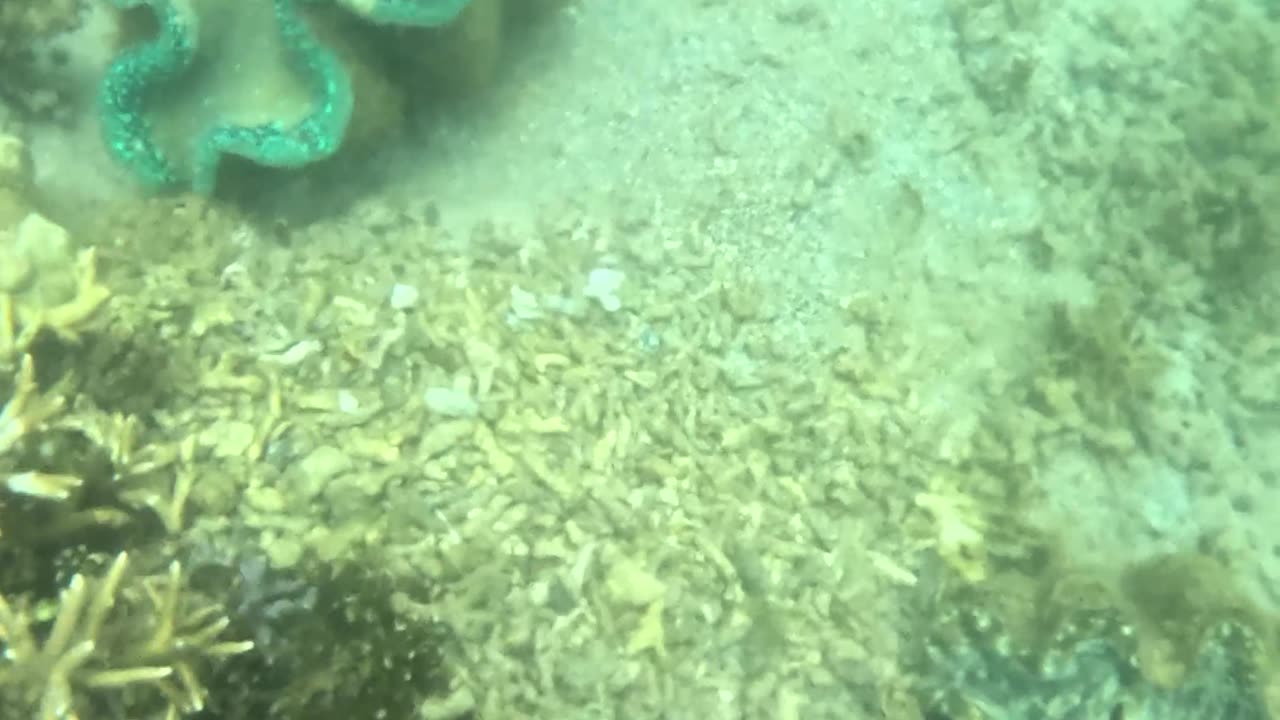 Snorkeling Adventures Philippines, Giant Clams are so amazing!