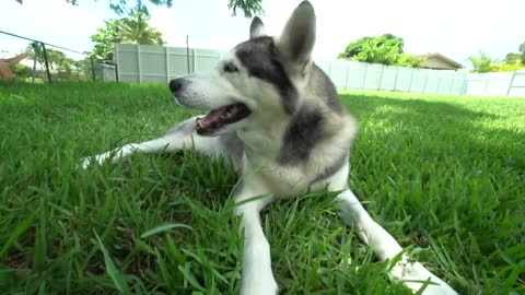 Husky Is UPSET We Are Getting Rid of His Big Pool..