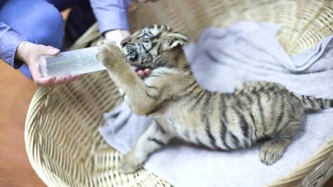 The sound of drinking milk is very similar to that of your childhood~