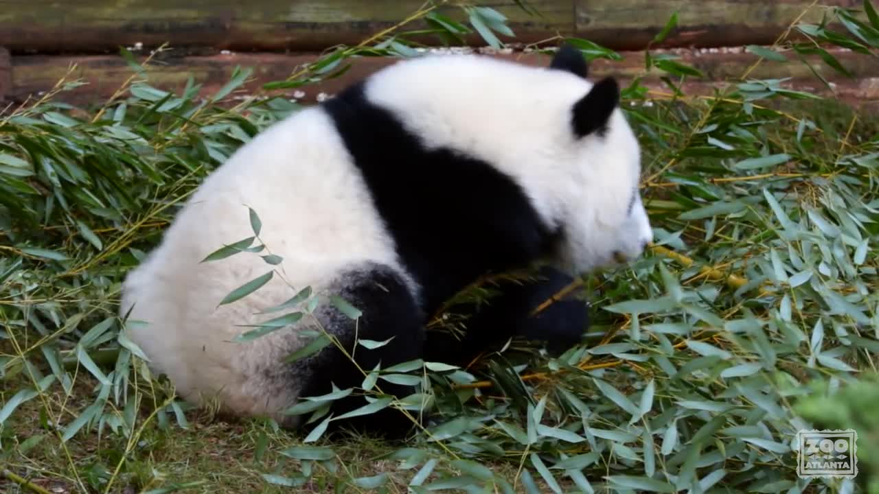 Panda Cubs Ya Lun and Xi Lun_ November 2017