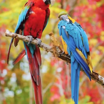 MACOW PARROT Wild Birds Special Collection 8K VIDEO ULTRA HD HDR 60FPS