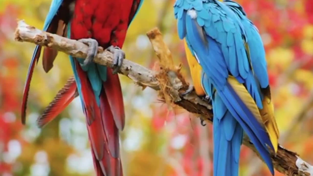 MACOW PARROT Wild Birds Special Collection 8K VIDEO ULTRA HD HDR 60FPS