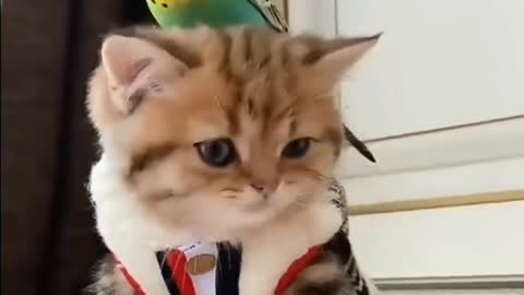 Cat funny video