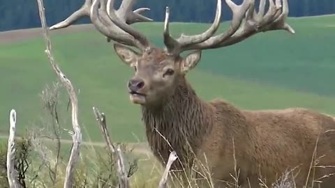 Barking deer