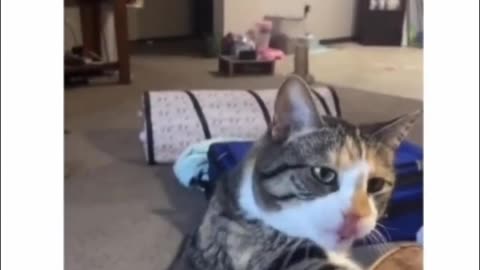 Funny Cat Meme #cats