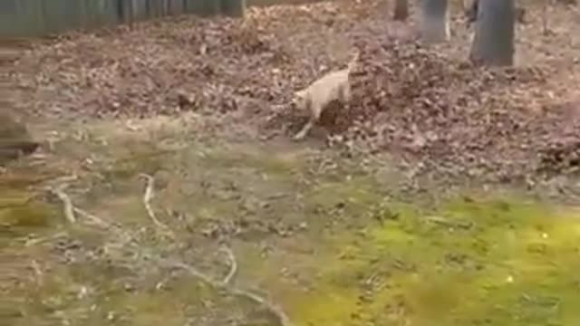 Funny Clumsy Dogs That Made My Day