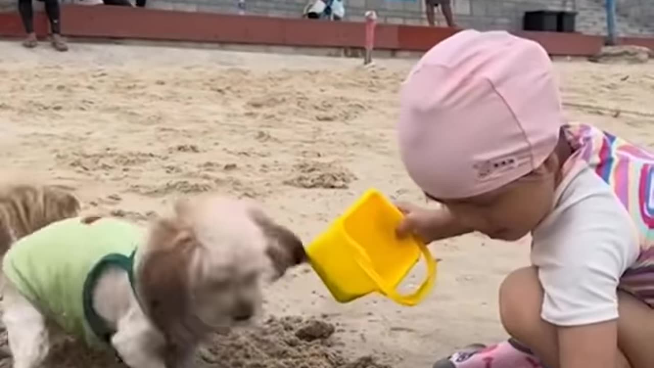 FUNNY DOGS