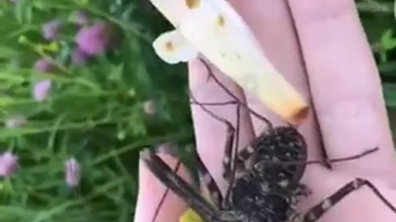 Amazing video