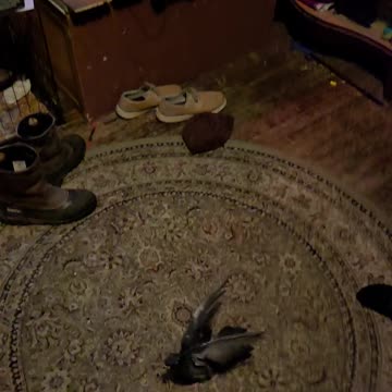 Flock it Farm: slow mo Pigeon twist
