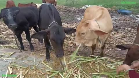 funny cow videos