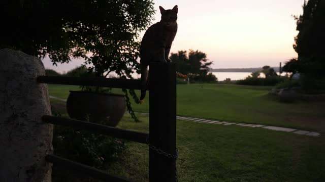 Wide shot silhouette of cat sitting on wooden fence at background of summer sky at sunset