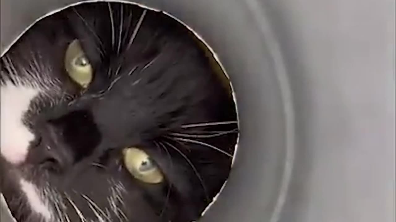 Funny Animal Videos Of The Day 003!