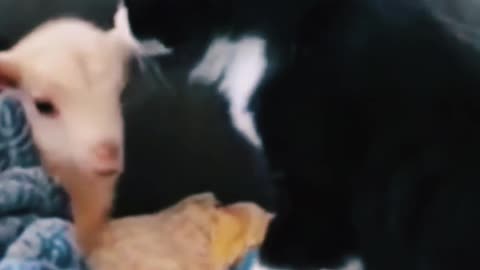 Funny cat videos 😆😆 funny animal video 😂