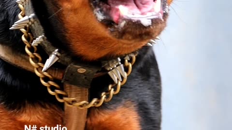 Dog barking [ Rottweiler]