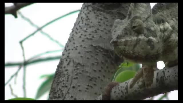 chameleon capturing prey