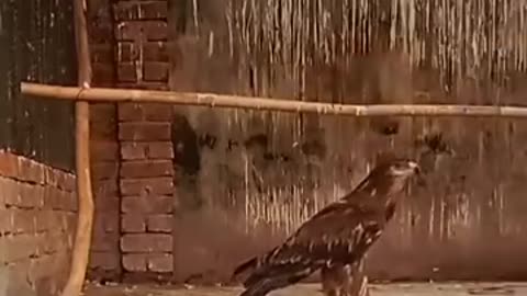قاتلان بی رحم
