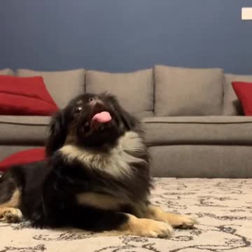 Dog focus on ball movement