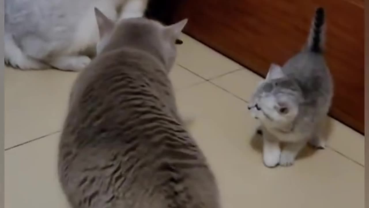 cats funny short video