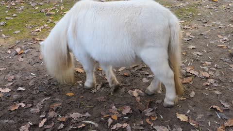 8 MINUTES of CURIOUS SHETLAND PONIES | BEST Relax Music, Meditation, Stress Relief, Calm | TVM