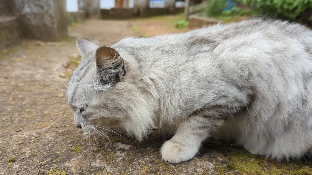 Woah! look at this magnificent cat and they way he is munching through his lunch