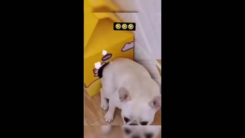 Funny animals - Funny cats / dogs - Funny animal videos 2023 32