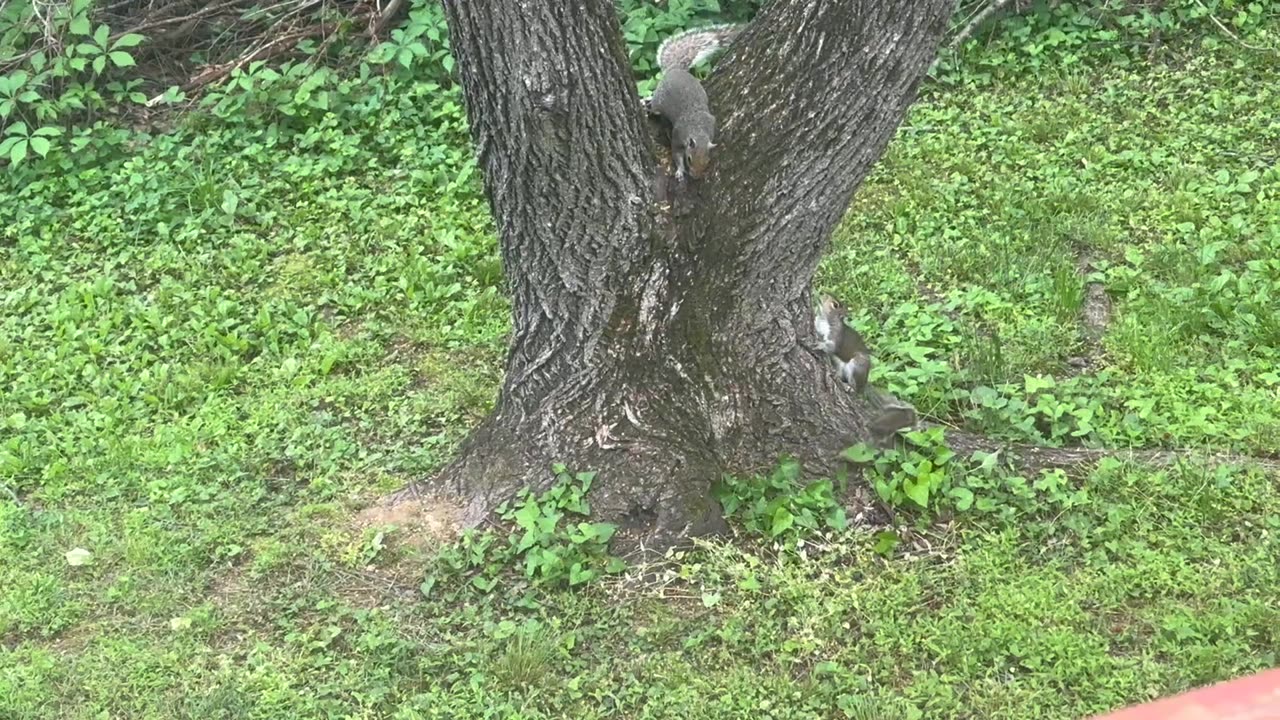 Episode 7: Squirrels Gone Crazy
