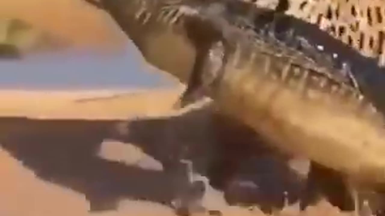 Jaguar_VS_Crocodile_Animal_Fights