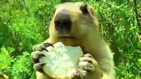 Cute Marmot Approaches to eat a cookie