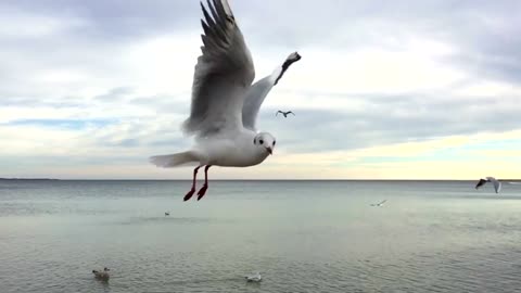 flying Sunday -the slow motion Art of bird flying