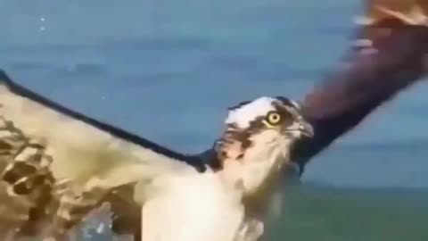 Eagle hunting fish