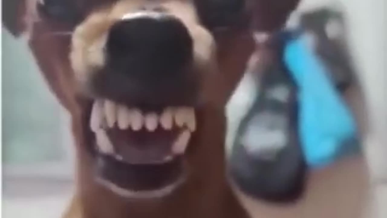 funny dog