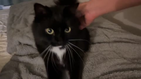 Cats are spoiled late at night