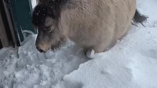 Miniature Horse Pushes Through Piled up Snow