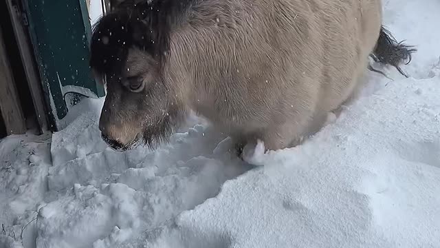 Miniature Horse Pushes Through Piled up Snow