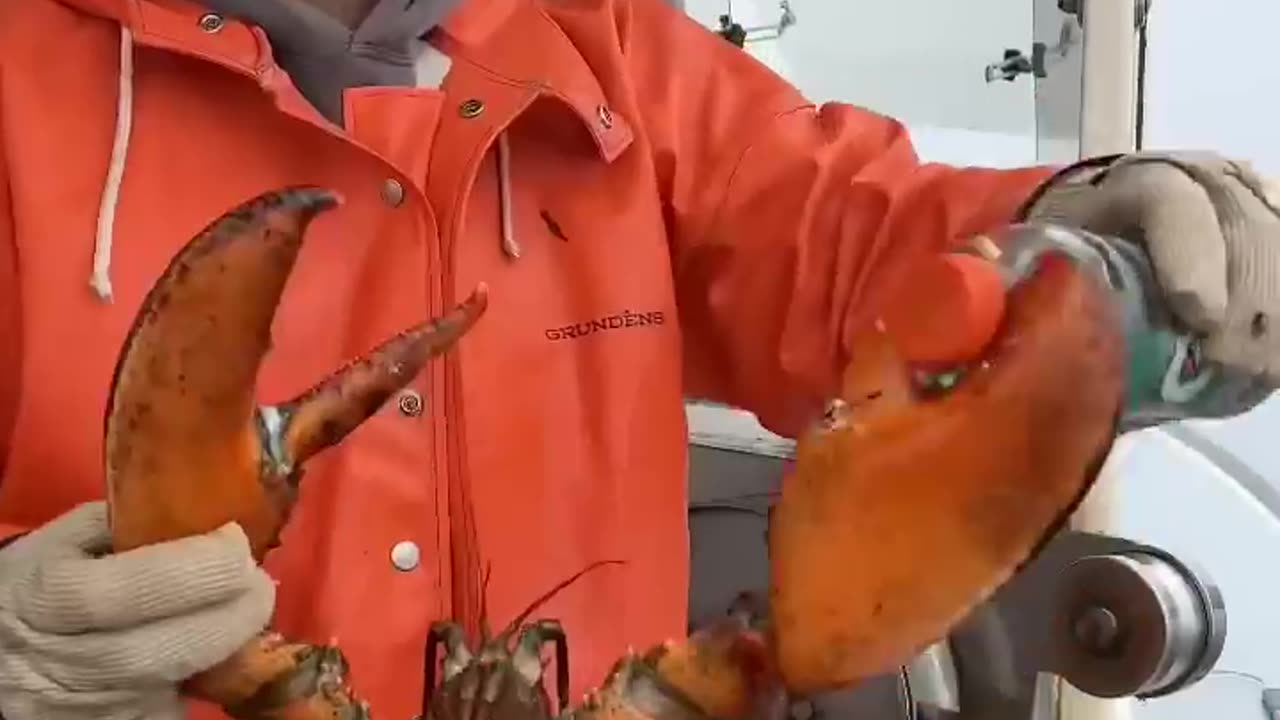 Maine lobster crusher vs pincher claw