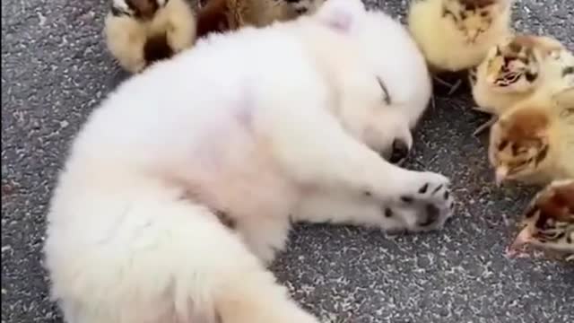 Cute Puppy Loves Chicks As Sibling