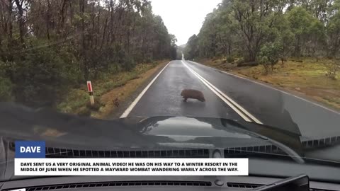 Unaware Driver Causes Brutal Highway Crash
