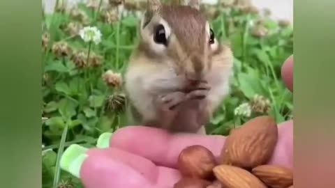 Squirrel Training video 🐿| Animal Training